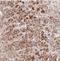 Hexosaminidase Subunit Alpha antibody, NBP2-30997, Novus Biologicals, Immunohistochemistry frozen image 