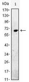 Epidermal Growth Factor antibody, MA5-15571, Invitrogen Antibodies, Western Blot image 