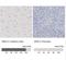 Zinc Finger E-Box Binding Homeobox 2 antibody, NBP1-82991, Novus Biologicals, Immunohistochemistry frozen image 