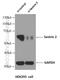 Sestrin-2 antibody, 10795-1-AP, Proteintech Group, Western Blot image 