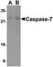 Caspase 7 antibody, orb74599, Biorbyt, Western Blot image 