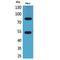 Interferon Gamma Receptor 1 antibody, LS-C387156, Lifespan Biosciences, Western Blot image 