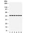 Indoleamine 2,3-Dioxygenase 1 antibody, R31969, NSJ Bioreagents, Western Blot image 