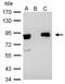 X-Ray Repair Cross Complementing 5 antibody, GTX109935, GeneTex, Immunoprecipitation image 