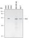 AKT Serine/Threonine Kinase 2 antibody, MAB2315, R&D Systems, Western Blot image 