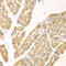 Kynureninase antibody, 22-374, ProSci, Immunohistochemistry paraffin image 