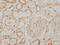 Glial Cell Derived Neurotrophic Factor antibody, CSB-RA009356A0HU, Cusabio, Immunohistochemistry paraffin image 