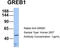 Growth Regulating Estrogen Receptor Binding 1 antibody, TA337888, Origene, Western Blot image 