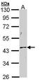Keratin 19 antibody, PA5-29582, Invitrogen Antibodies, Western Blot image 