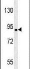 Coiled-Coil Serine Rich Protein 1 antibody, PA5-23533, Invitrogen Antibodies, Western Blot image 