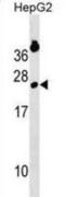 GINS Complex Subunit 2 antibody, abx030576, Abbexa, Western Blot image 