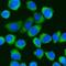 DEAD-Box Helicase 3 X-Linked antibody, A00751-1, Boster Biological Technology, Immunofluorescence image 