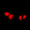 DnaJ Heat Shock Protein Family (Hsp40) Member B1 antibody, LS-C352332, Lifespan Biosciences, Immunofluorescence image 