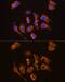 Thyrotropin Releasing Hormone antibody, GTX66259, GeneTex, Immunofluorescence image 