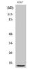 Mitochondrial Ribosomal Protein S21 antibody, PA5-51013, Invitrogen Antibodies, Western Blot image 