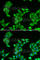 Cytochrome C Oxidase Subunit 5A antibody, A6437, ABclonal Technology, Immunofluorescence image 