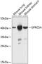 Retinoic acid-induced protein 3 antibody, 23-445, ProSci, Western Blot image 