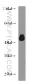 Reticulon 4 antibody, 10950-1-AP, Proteintech Group, Western Blot image 