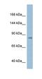 Collagen Type I Alpha 1 Chain antibody, orb331080, Biorbyt, Western Blot image 