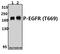 EGFR antibody, A00023T669-1, Boster Biological Technology, Western Blot image 