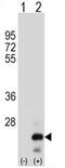 TNF Superfamily Member 18 antibody, AP54315PU-N, Origene, Western Blot image 