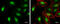 Transketolase Like 1 antibody, GTX109459, GeneTex, Immunofluorescence image 