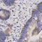 Cbl Proto-Oncogene B antibody, LS-C331824, Lifespan Biosciences, Immunohistochemistry frozen image 