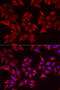 Pterin-4 Alpha-Carbinolamine Dehydratase 1 antibody, 22-182, ProSci, Immunofluorescence image 