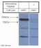 Sodium Channel Epithelial 1 Gamma Subunit antibody, ab3468, Abcam, Western Blot image 