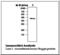 Noggin antibody, LS-C62251, Lifespan Biosciences, Western Blot image 