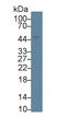 Acylglycerol Kinase antibody, abx131353, Abbexa, Western Blot image 