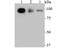 Transportin 3 antibody, A03407-1, Boster Biological Technology, Western Blot image 