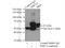 Calcium/calmodulin-dependent 3 ,5 -cyclic nucleotide phosphodiesterase 1A antibody, 12442-2-AP, Proteintech Group, Immunoprecipitation image 