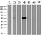 Cytochrome P450 Family 2 Subfamily A Member 6 antibody, M00947, Boster Biological Technology, Western Blot image 