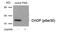 DNA Damage Inducible Transcript 3 antibody, PA5-37547, Invitrogen Antibodies, Western Blot image 