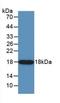 Angiogenin antibody, LS-C663527, Lifespan Biosciences, Western Blot image 