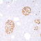 Vasostatin antibody, TA327660, Origene, Immunohistochemistry frozen image 