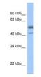 SAM Pointed Domain Containing ETS Transcription Factor antibody, NBP1-74237, Novus Biologicals, Western Blot image 