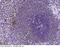 Tripartite Motif Containing 28 antibody, 100544-T44, Sino Biological, Immunohistochemistry paraffin image 