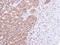 Serine/Threonine Kinase 25 antibody, PA5-21845, Invitrogen Antibodies, Immunohistochemistry frozen image 