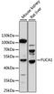 Alpha-L-Fucosidase 1 antibody, LS-C749533, Lifespan Biosciences, Western Blot image 