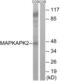 MAPK Activated Protein Kinase 2 antibody, abx012978, Abbexa, Western Blot image 