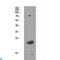 Claudin 11 antibody, LS-C813380, Lifespan Biosciences, Western Blot image 