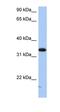 Sulfotransferase Family 6B Member 1 antibody, orb325399, Biorbyt, Western Blot image 