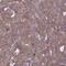 Outer Mitochondrial Membrane Lipid Metabolism Regulator OPA3 antibody, NBP1-92221, Novus Biologicals, Immunohistochemistry paraffin image 