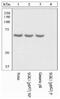 Serum/Glucocorticoid Regulated Kinase 1 antibody, 44-1264G, Invitrogen Antibodies, Western Blot image 