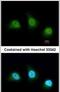 Peptidyl Arginine Deiminase 4 antibody, PA5-22317, Invitrogen Antibodies, Immunofluorescence image 