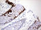 Keratin 20 antibody, LS-C797985, Lifespan Biosciences, Immunohistochemistry frozen image 