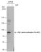 Protein Kinase C Alpha antibody, GTX130433, GeneTex, Western Blot image 