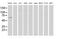 Mahogunin Ring Finger 1 antibody, MA5-25497, Invitrogen Antibodies, Western Blot image 